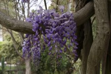 wisteria-blooms-01.jpg