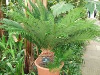 KG_Cycas_revoluta-300x225.jpg