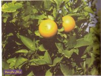 Untitled-Scanned-06.jpg