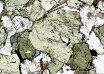 هورنبلند سبز در نور طبیع.jpg