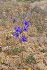 Ixiolirion_tataricum_1 - Copy.jpg
