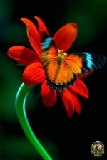 1214727074butterfly3-thumb.jpg