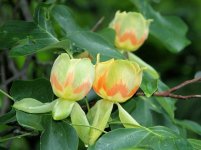 liriodendron_tulipifera.jpg