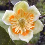 liriodendron_tulipifera2.jpg