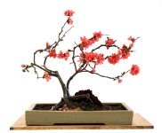 aob_022_chaenomeles_x_superba.jpg