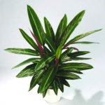 stromanthe sanguinea 2.jpg