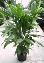 Areca triandra 9.jpg
