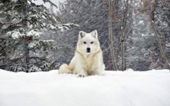 white-dog.jpg