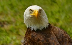 bald-eagle-1.jpg
