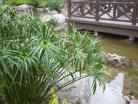 iStock-11238253_papyrus-cyperus-alternifolius-umbrella-plant_s4x3_al.jpg