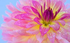 pink-flower-morning-dew.jpg