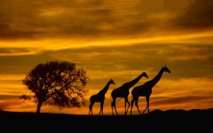 giraffes-silhouette.jpg