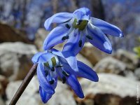 Scilla_Spring_Beauty1_JL.jpg