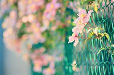 pink-flowers-cyclone-fence.jpg