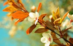 blooms-branch-spring.jpg