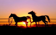 horses-in-sunset.jpg