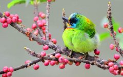 asian-woodpecker.jpg