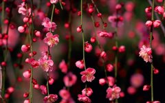 spring-pink-blossom.jpg