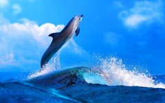 dolphin.jpg