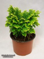 Selaginella_Martensii-2.jpg