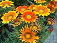 dana-gozu-gazania-rigens-c2499e.jpg