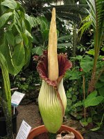 amorphophallus titanum 7.jpg