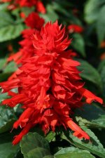 Salvia splendens 5.jpg