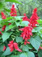 Salvia splendens 3.jpg