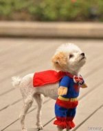 0.974685001292098825_Super20Dog.jpg