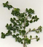 270px-Thymus_vulgaris.jpg