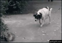 RadsMs-funny-gif-image01.jpg