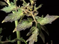 Phosphorus-deficiency-on-tomato-leaf.jpg