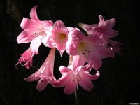 Flowers (1).jpg