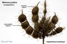 111Mimosa-pudica--(craspedi..jpg
