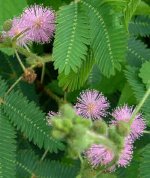 mimosa-pudica.jpg