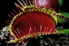 dionamusci038.jpg