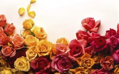 Beautiful-Rose-Flowers-Pictures-And-Wallpapers321.jpg