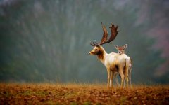 deers-nature.jpg