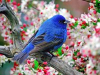 1354435946_beautiful_birds-3.jpg