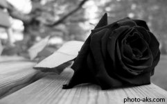 nice-black-rose.jpg