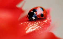 red-ladybug.jpg