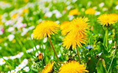 dandelions.jpg
