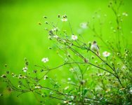 Green_World_nature-1.jpg