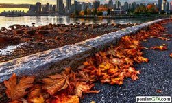 3-leaves-city.jpg