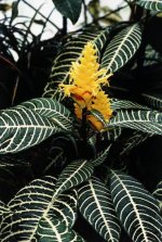 apherandra_squarrosa.JPG1286740979.jpg