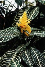 apherandra_squarrosa.JPG1286740979.jpg