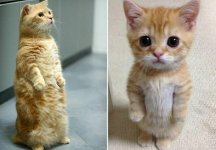 companyc6MZKaimagescats1_37265a.jpg