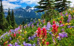 wildflowers.jpg