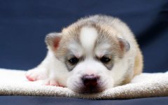 adorable-husky-pup.jpg