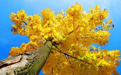 yellow-maple-tree-autumn.jpg